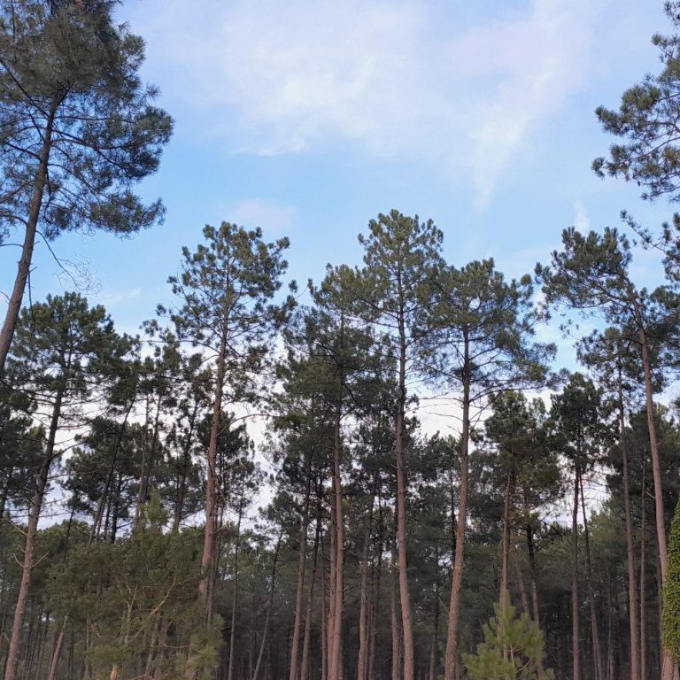 Cimes de pin de la forêt des Landes Forêt de pins dans les Landes sous un ciel bleu avec quelques nuages.