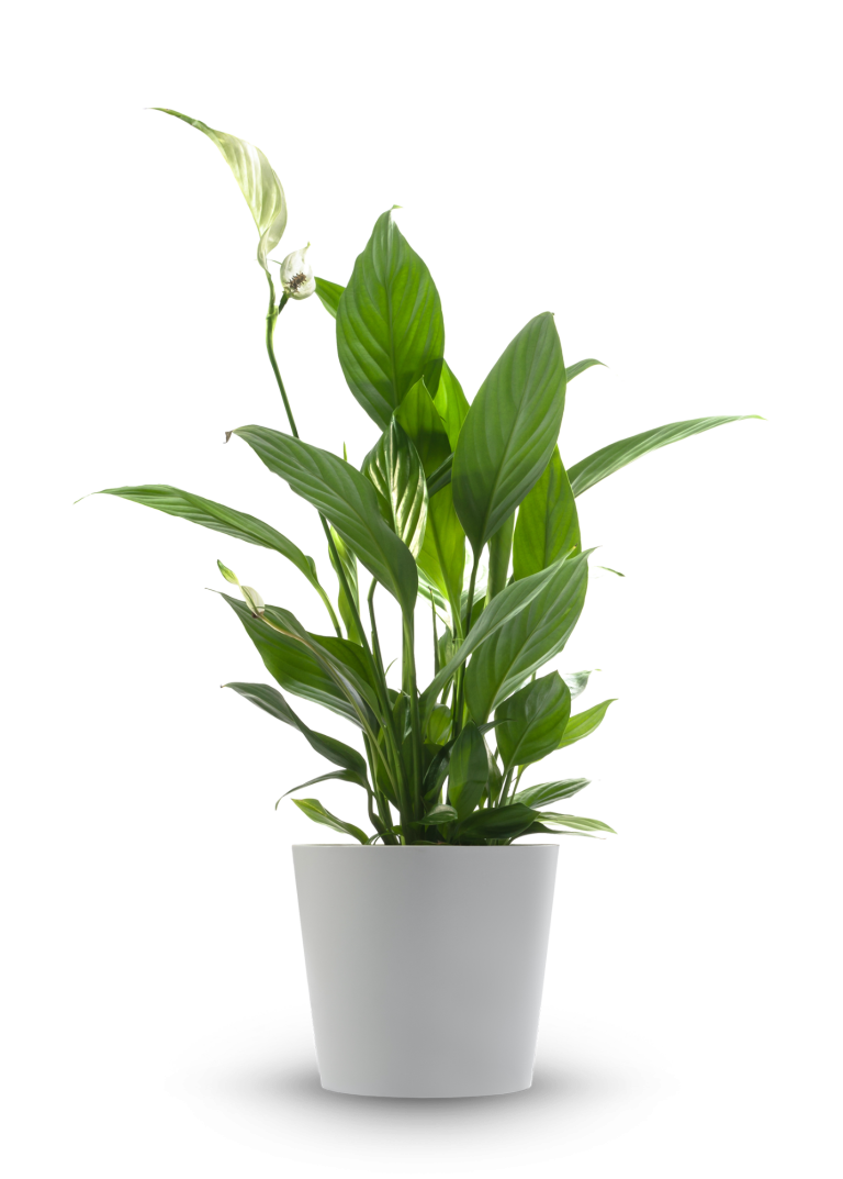 Plante verte en pot blanc, avec des feuilles brillantes et élancées.